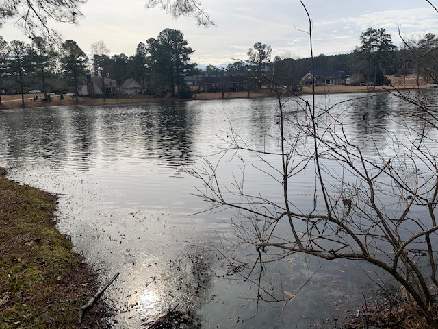 bird feeder at lake