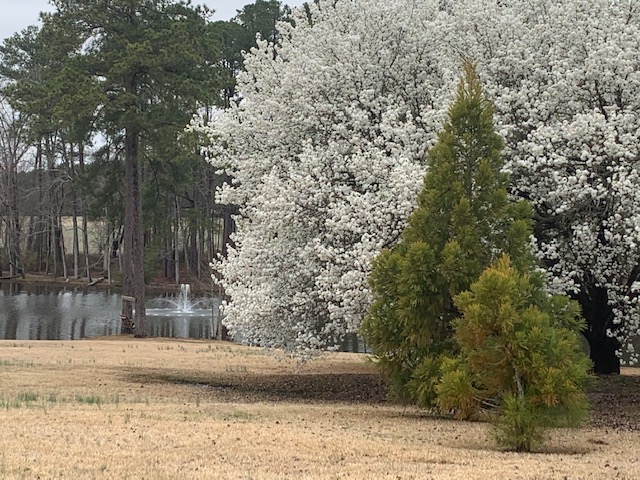 white_trees